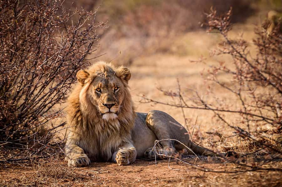 Game drive in Victoria Falls - Should you book the Victoria Falls game drive?