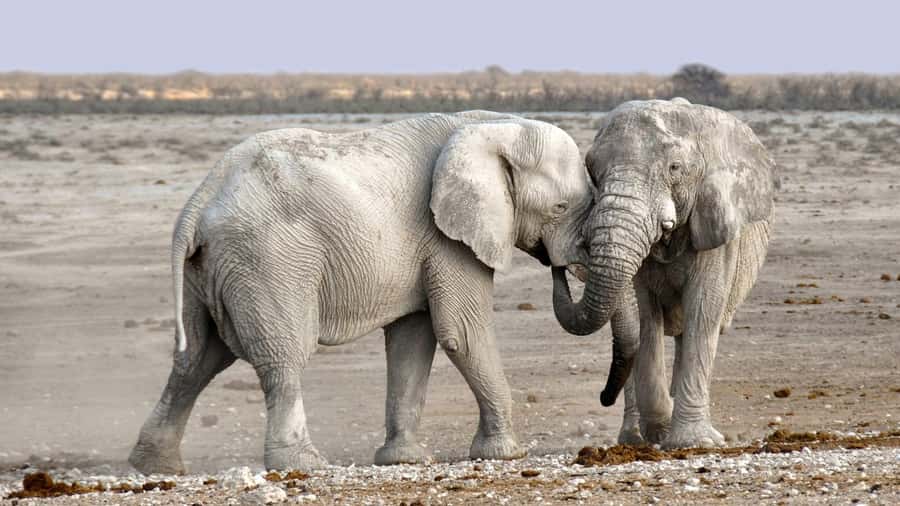 Game drive in Victoria Falls - FAQ