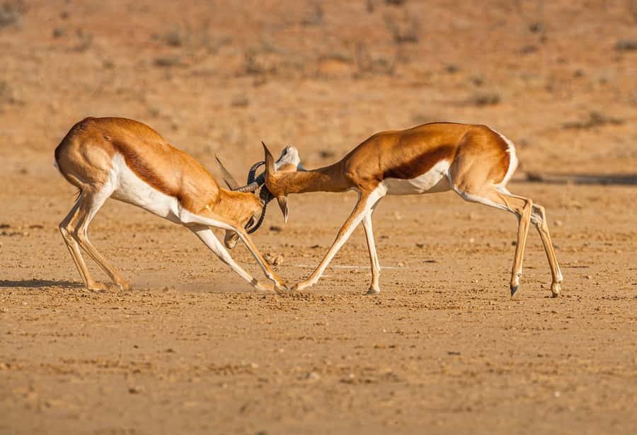 Game drive in Victoria Falls - The 3-hour safari rhythm: what happens start to finish