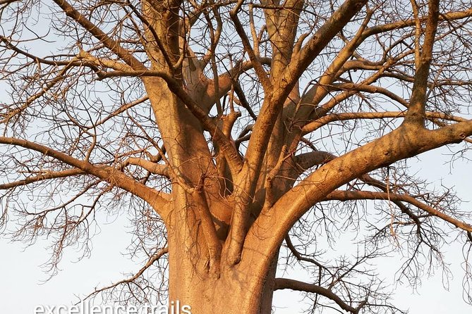 Game Drive in Zambezi National Park Morning or Afternoon - Morning vs afternoon: how the tea, snacks, and light can change your experience