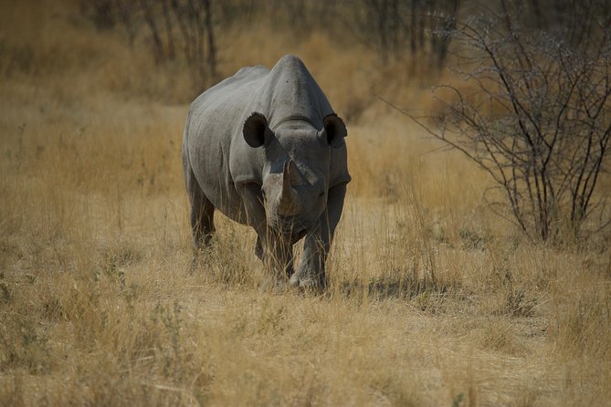 Game Drives - How Guides Like Aaron Help You Spot More Than You Expect