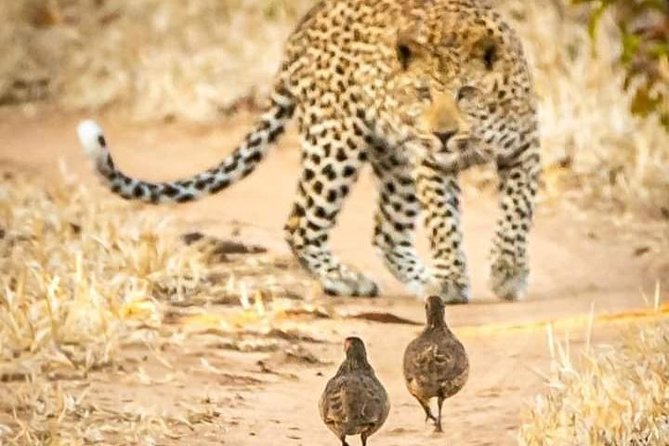 Game Drives - Price Value: What $102.57 Really Buys in the Zambezi Region