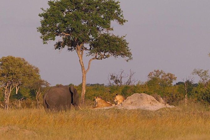 Game Drives - Should You Book This Victoria Falls Game Drive?