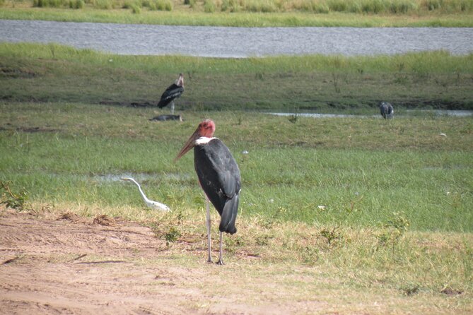 Game Drives in the Zambezi National Park - Roads, Comfort, and the Realities of Wildlife Timing