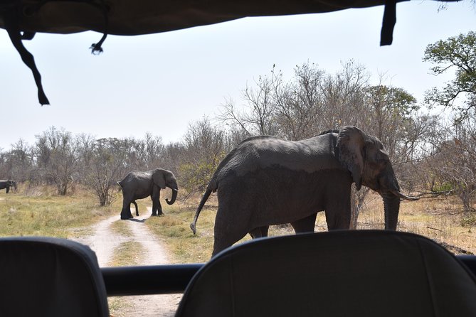 Game Drives - What You’ll See: Mopane Woodland, Savanna, and Big-Game Odds