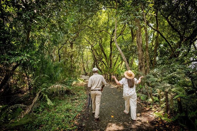 Guided Tour of the Falls Rainforest - Who this tour suits: families, seniors, and people with limited time