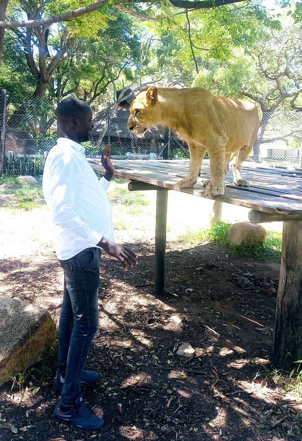 Harare: Half Day Outdoor Adventure - A half-day Harare plan that mixes city rhythm with Lion Park wildlife