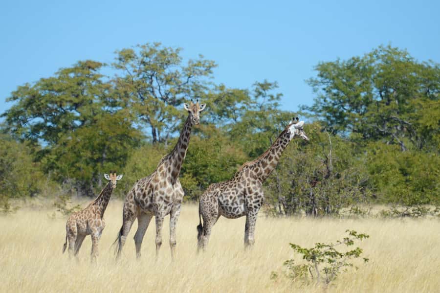 Hwange Full Day Safari from Victoria Falls - Hwange safari, the quick-hit highlights