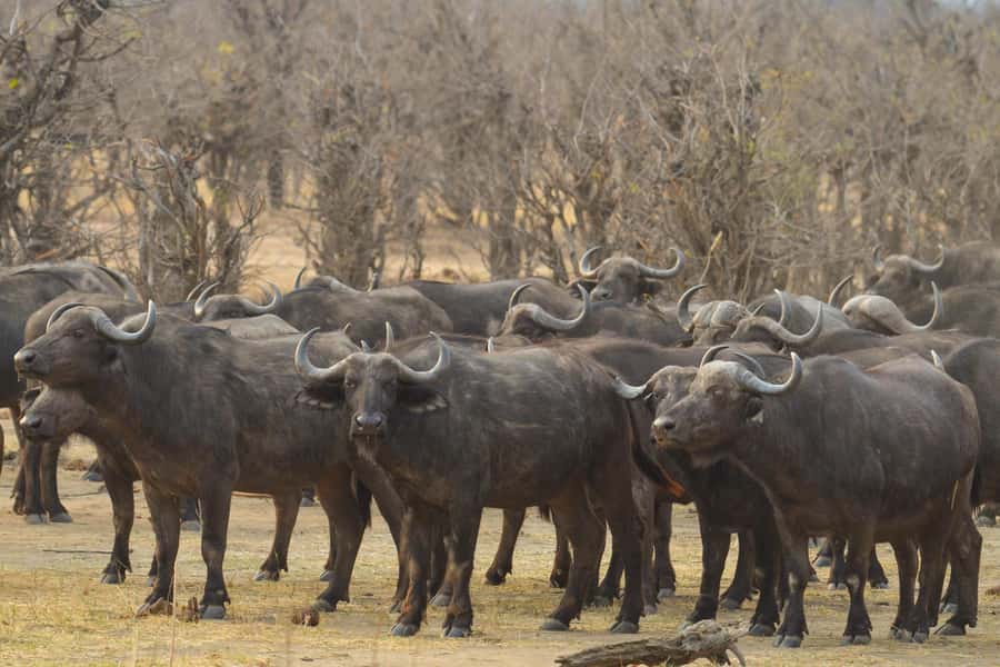 Hwange Full Day Safari from Victoria Falls - Why Hwange is worth the full-day commitment from Victoria Falls