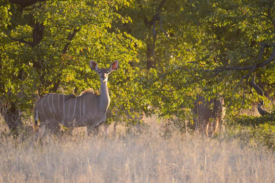 Hwange Full Day Safari from Victoria Falls - Entering Hwange Main Camp and getting into the game-drive rhythm