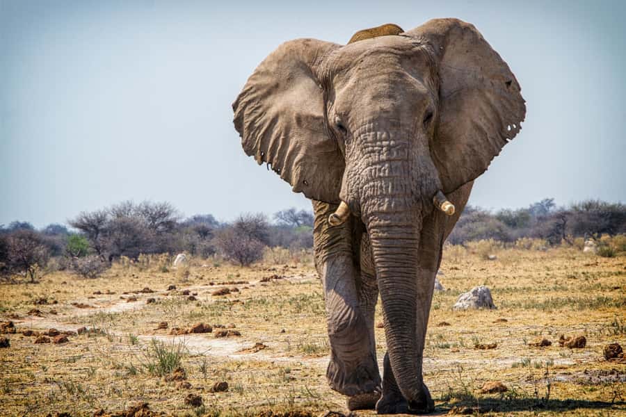 Hwange National Park Day Trip from Victoria Falls - Key things I’d highlight before you go