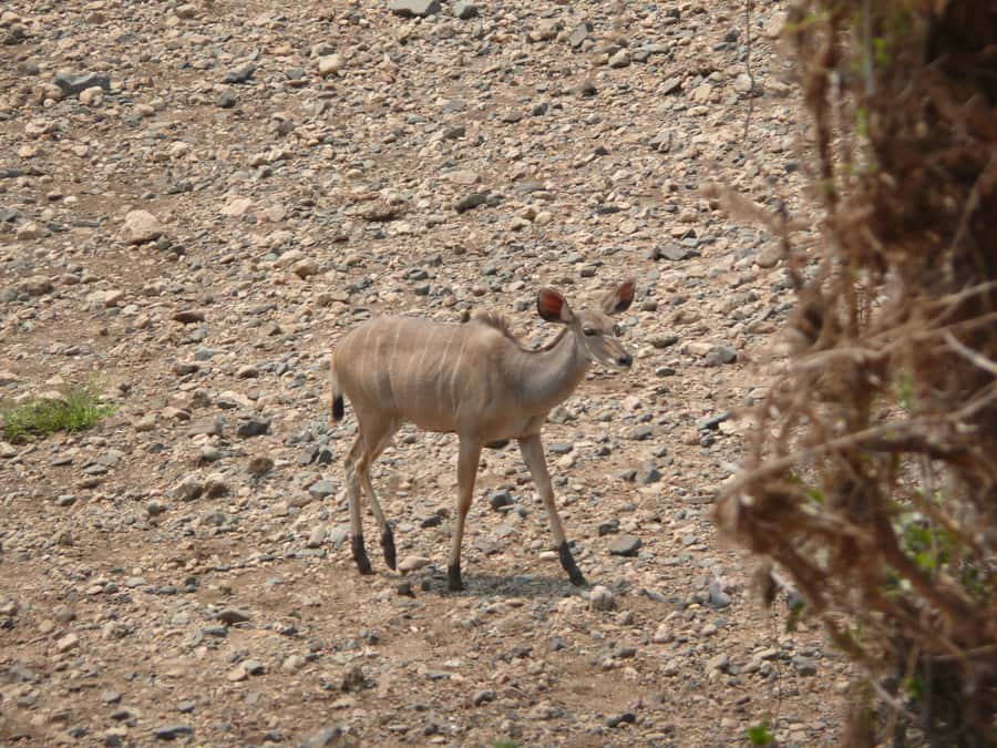 Hwange National Park Day Trip from Victoria Falls - First Game Drive at the Lodges, Water Holes, and What to Watch for