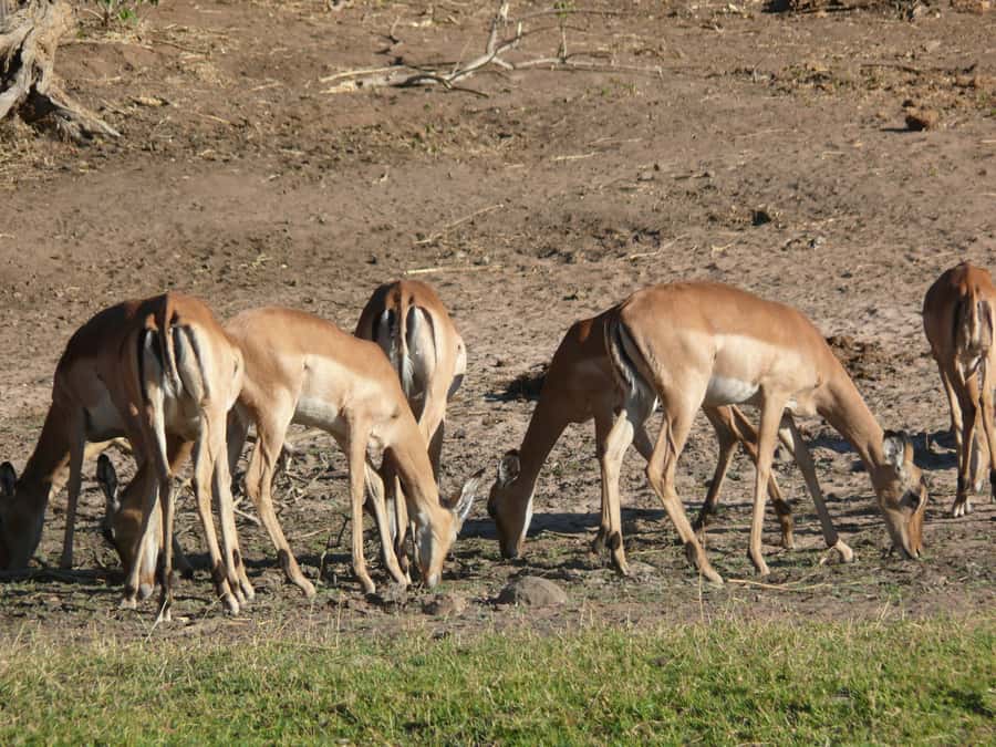 Hwange National Park Day Trip from Victoria Falls - Picnic Lunch and How to Use Your Break