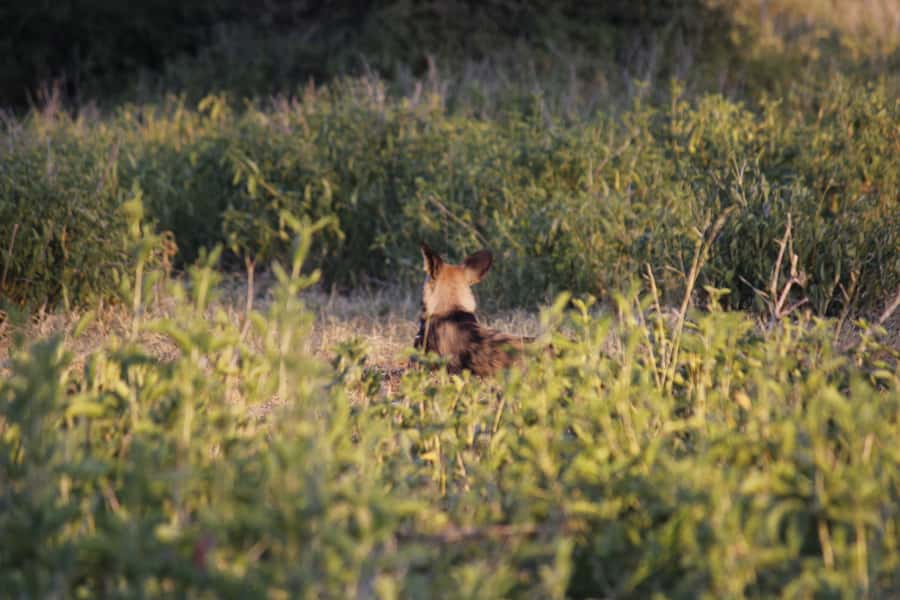 Hwange National Park Day Trip from Victoria Falls - Wildlife Chances: Lions, Elephants, and the Less Expected