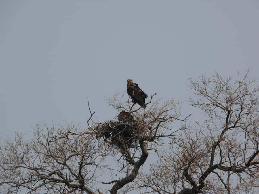 Hwange National Park Day Trip from Victoria Falls - 4x4 Vehicle, Small Group Dynamics, and How to Stay Comfortable