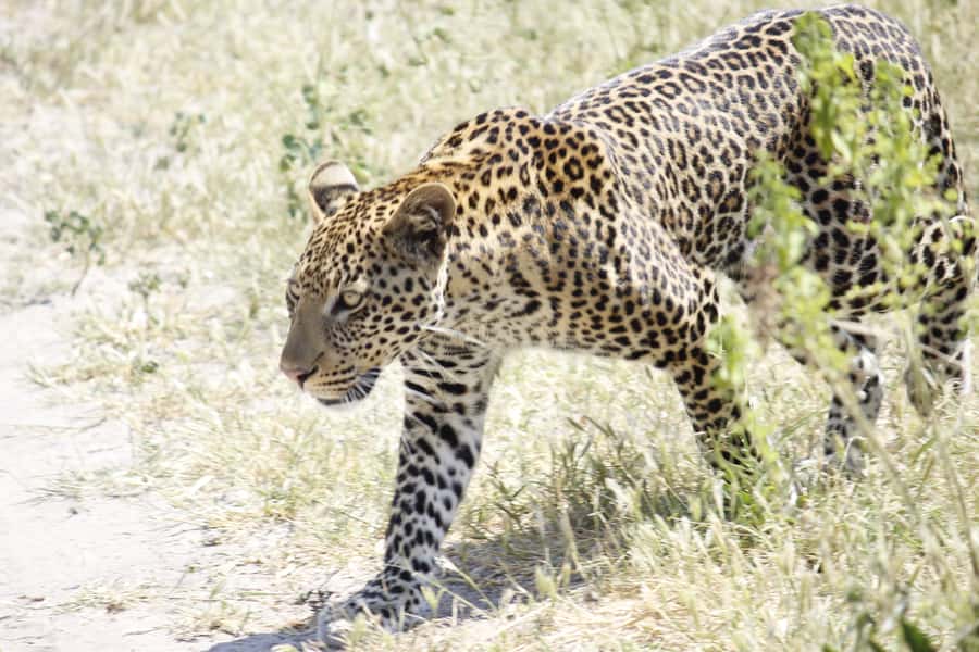 Hwange National Park Day Trip from Victoria Falls - Price and What You Actually Get for $330 (Plus the Park Fee)