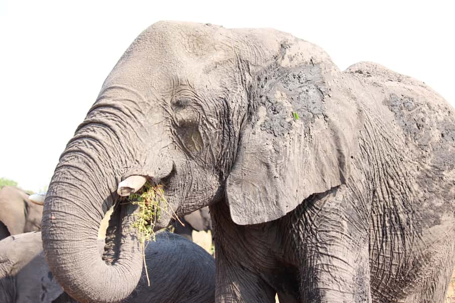 Hwange National Park Day Trip from Victoria Falls - What to Pack: Passport, Binoculars, and Staying Sun-Smart