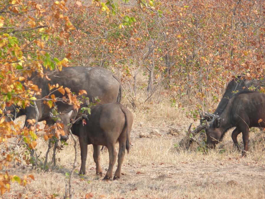 Hwange National Park Day Trip from Victoria Falls - Getting There: Pickup Through Villages and the Hwange Colliery