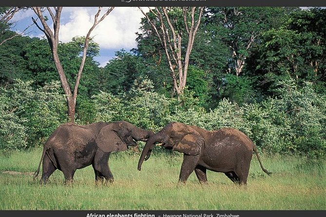 Hwange National Park Full Day Game Drive Safari - Small-group safari style: what the driver-guide focuses on