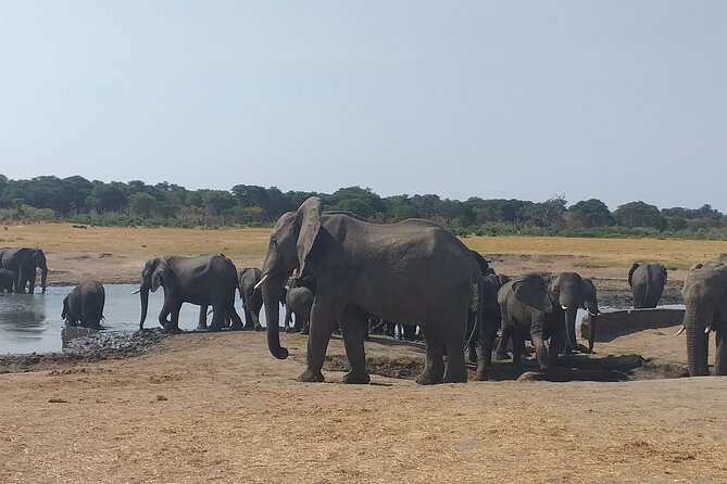 Hwange National Park Full Day Trip - Why a Hwange National Park Safari From Victoria Falls Is a Smart One-Day Choice