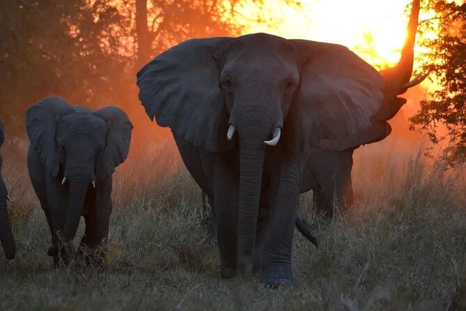 Hwange National Park Full Day Trip - Lunch in the Park (12:00 to 13:00): Simple, Included, and Actually Helpful