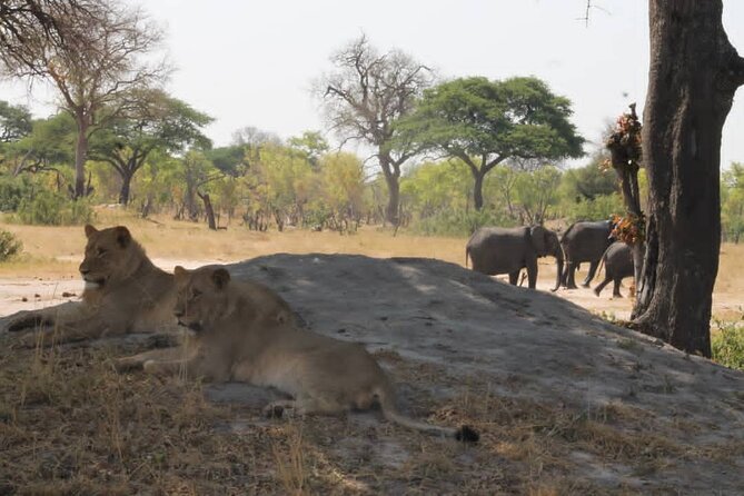 Hwange National Park Full Day Trip - Price and Value: Is $365 Worth a Full Day in Hwange?