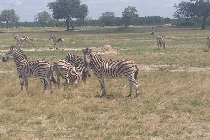 Hwange National Park Full Day Trip - The 06:30 Pickup to Park Entrance: Timing and What It Means for Your Day