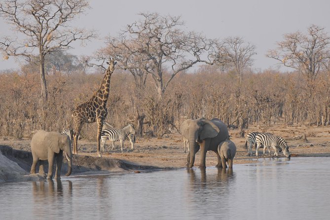 Hwange (Safari) Day Trip from Victoria Falls - Key points to know before you go