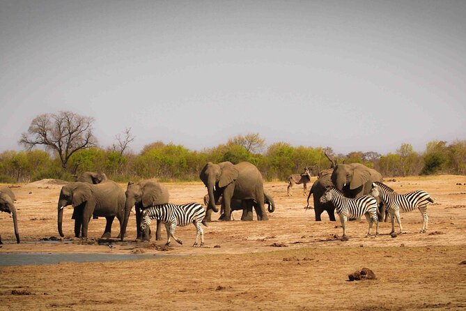Hwange (Safari) Day Trip from Victoria Falls - What you can see in Hwange (based on the tour’s big-animal focus)