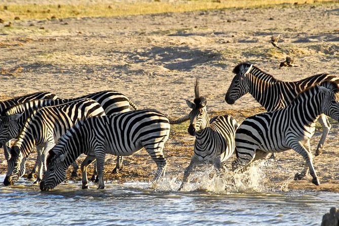 Hwange (Safari) Day Trip from Victoria Falls - Afternoon safari drives: second chances for big sightings