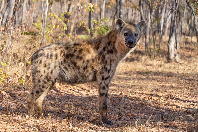 Lion & Wildlife Sanctuary Excursion Victoria Falls - A sanctuary-style lion and hyena outing near Victoria Falls