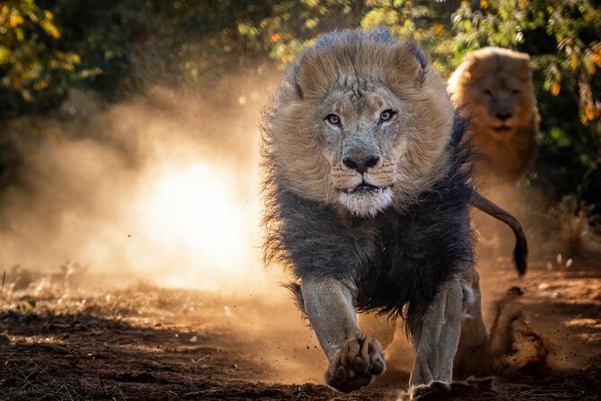 Lion & Wildlife Sanctuary Excursion Victoria Falls - The hyena walk in a 25-acre enclosure, from a safe distance