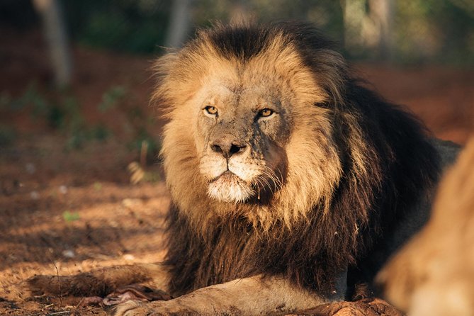 Lion & Wildlife Sanctuary Excursion Victoria Falls - The lion feeding at eye level, plus those big photo moments