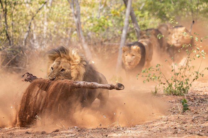 Lion & Wildlife Sanctuary Excursion Victoria Falls - Other rescued animals and the conservation story thread