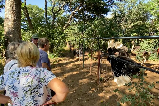 Lion & Wildlife Sanctuary Excursion Victoria Falls - Safety, “zoo” feelings, and how to decide if that matters to you