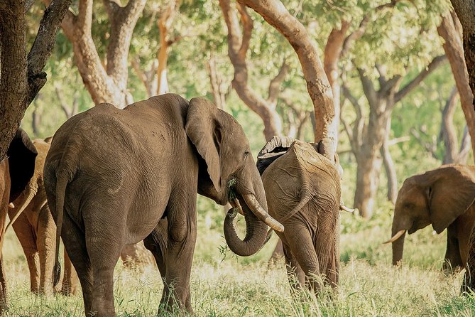 Moments with Elephants - Why this elephant encounter fits Victoria Falls so well