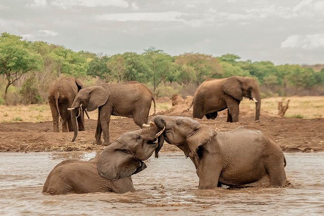 Moments with Elephants - Meet the elephant carers, and learn what you are really watching