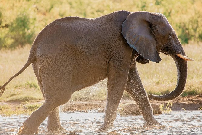 Moments with Elephants - The waterhole show: playing, bathing, and mud-rolling