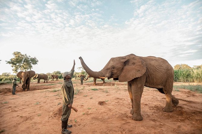 Moments with Elephants - How the short 1-hour format changes the experience