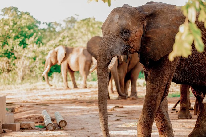 Moments with Elephants - Is the $180 price fair, and what you get for it