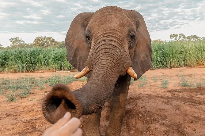 Moments with Elephants - Your morning game plan, from pickup to the 7:30 am start
