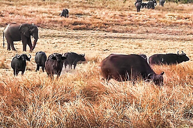 Safari Game Drive in the Savannah with Hotel pickup 3 times daily - Where This Safari Game Drive Fits Near Victoria Falls