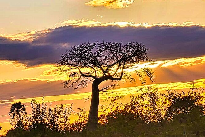 Safari Game Drive in the Savannah with Hotel pickup 3 times daily - Hotel Pickup Three Times Daily, and How to Pick the Best Slot