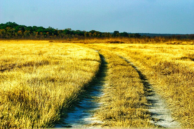 Safari Game Drive in the Savannah with Hotel pickup 3 times daily - Refreshment Break: Tea, Water, Fruits, Peanuts, and Light Snacks
