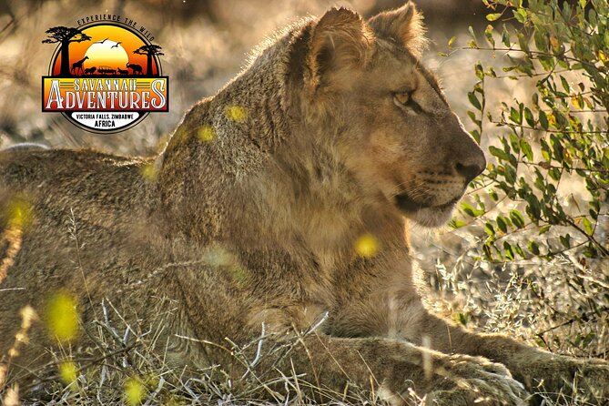 Safari Game Drive in the Savannah with Hotel pickup 3 times daily - Price and Value: Is $115 Fair for This Kind of Safari?
