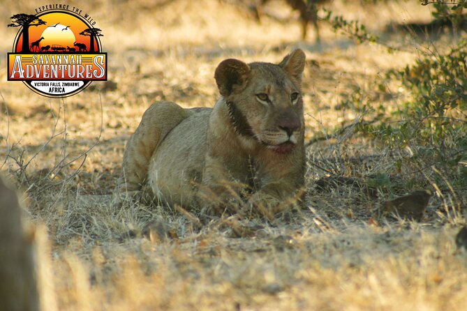 Safari Game Drive in the Savannah with Hotel pickup 3 times daily - The Timing That Controls Your Sightings: Right Place, Right Time