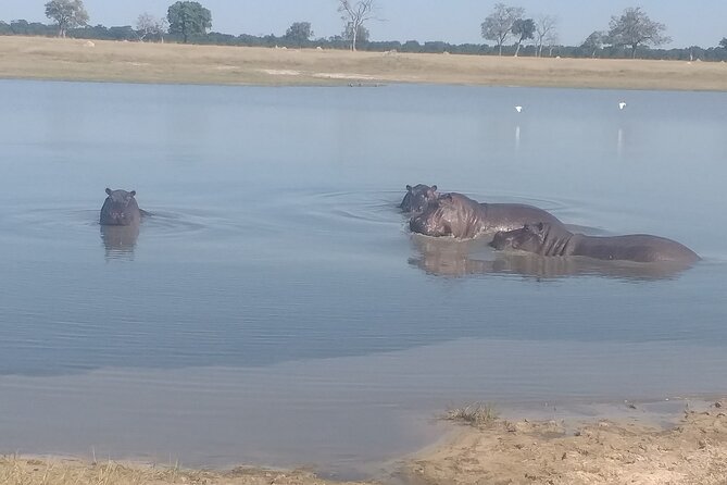 Safari Game Drive in Zambezi National Park - Zambezi National Park, Close Enough to Feel Easy