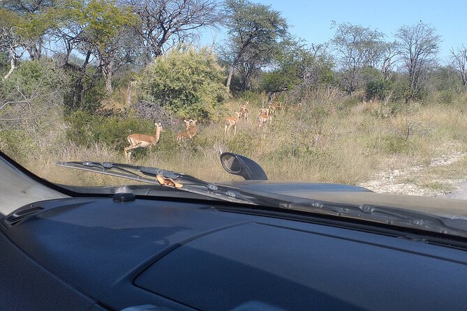 Safari Game Drive in Zambezi National Park - What Your Off-Road Game Drive Looks Like Up Close