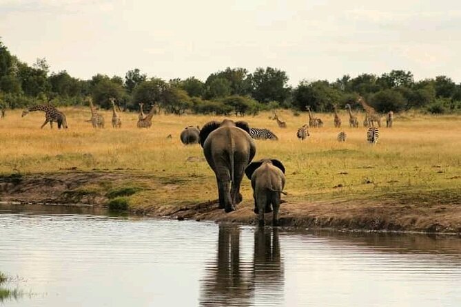 Safari Game Drive in Zambezi National Park - Price and What You Still Need to Budget