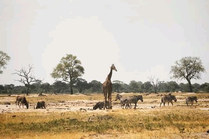 Safari Game Drive in Zambezi National Park - The Biggest Satisfaction Drivers, Based on Real Feedback